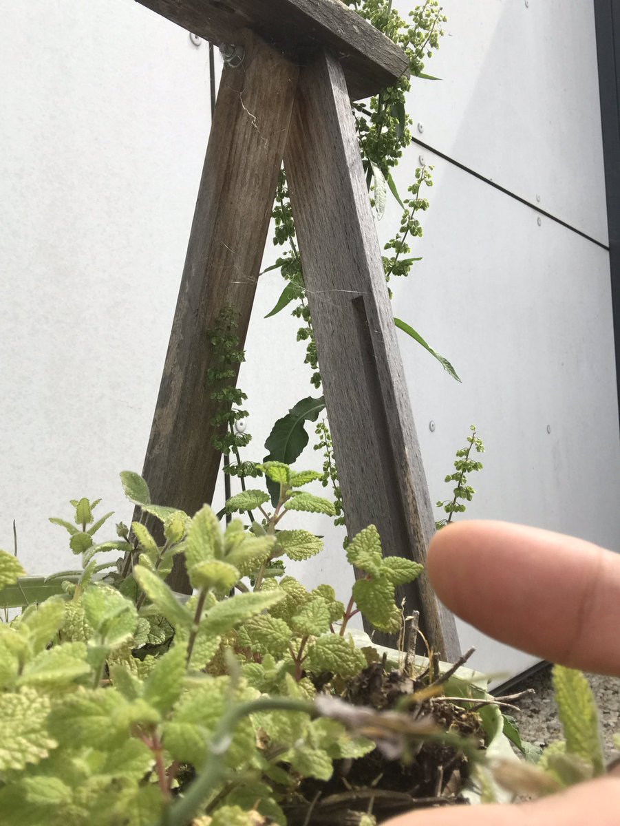cekoissa's tweet photo. Alors vous êtes menthe ou Mélisse ? https://t.co/uOam6QxBB9