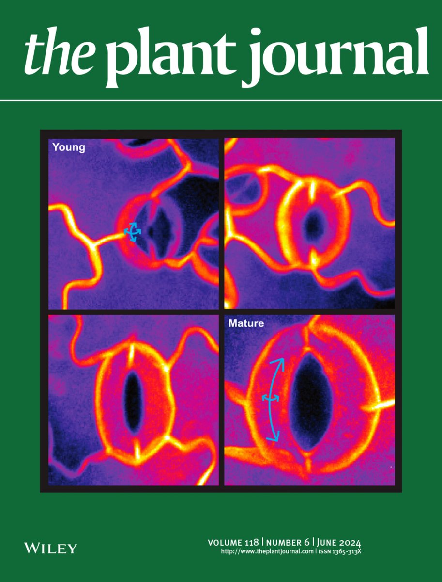 Charlie Anderson (@candersonlab) on Twitter photo Stomata are both fascinating AND photogenic! Kudos to <a href="/leilaJfr/">Leila Jaafar</a> and <a href="/ChenYintong/">Yintong Chen</a>, plus our collaborators, for the cover article! Cover art by <a href="/leilaJfr/">Leila Jaafar</a>: onlinelibrary.wiley.com/toc/1365313x/2… Stomata are both fascinating AND photogenic! Kudos to <a href="/leilaJfr/">Leila Jaafar</a> and <a href="/ChenYintong/">Yintong Chen</a>, plus our collaborators, for the cover article! Cover art by <a href="/leilaJfr/">Leila Jaafar</a>: onlinelibrary.wiley.com/toc/1365313x/2…