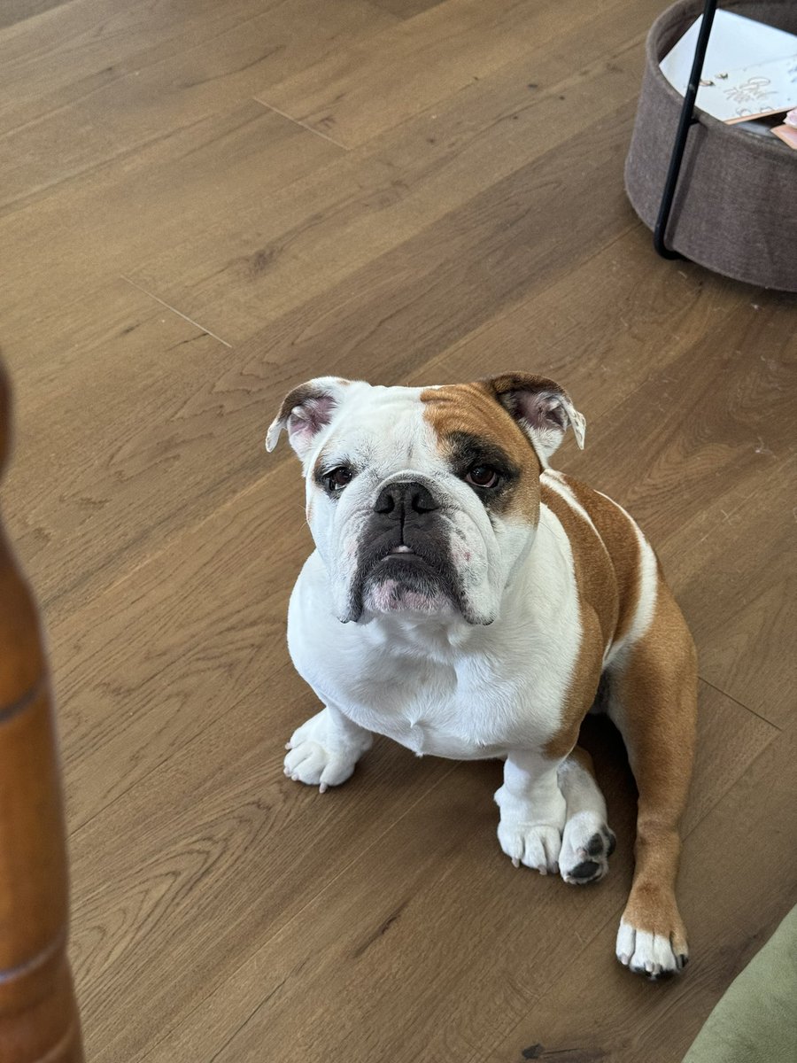 Why does my dog still insist on growling… as if I sitting there staring at me while I eat with drool running down her jowls isn’t already an indication that she wants some.