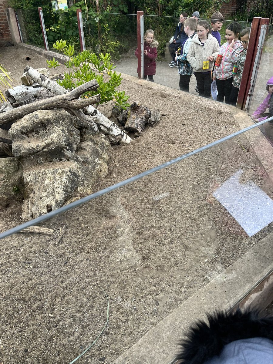 YBB_Reception's tweet photo. The meerkats were staring at us 🤣 https://t.co/kus9qnbvc6