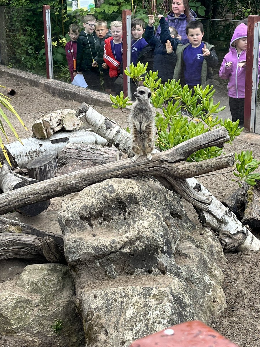 The meerkats were staring at us 🤣