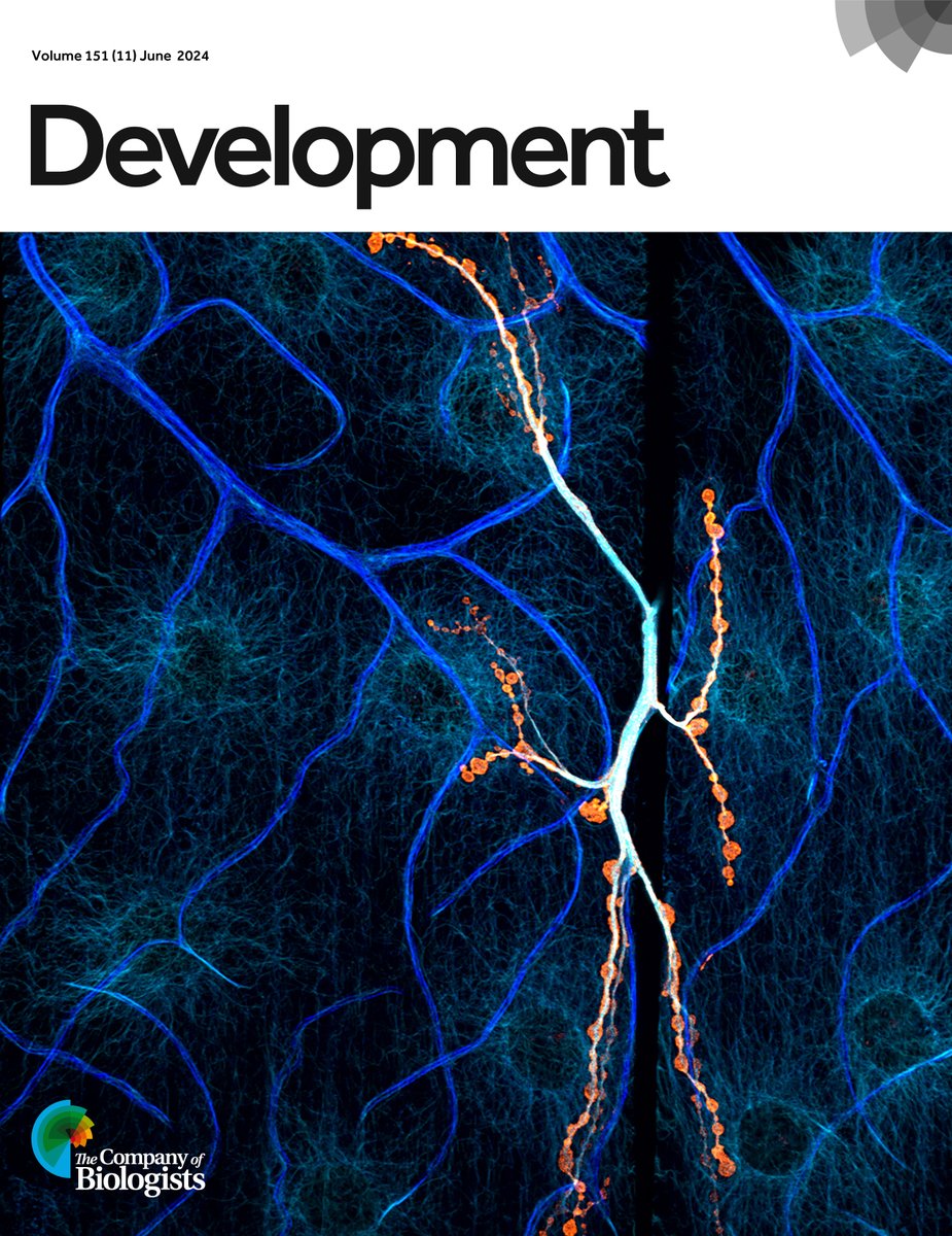 some are fortunate enough to get a journal cover during their graduate tenure. and then there's <a href="/GAL4science/">Alison DePew, PhD</a> who got TWO COVERS in her graduate career! turns out her beautiful NMJ will be on the cover of <a href="/Dev_journal/">Development</a> with her wonderful paper! so proud!!! journals.biologists.com/dev/article/15….