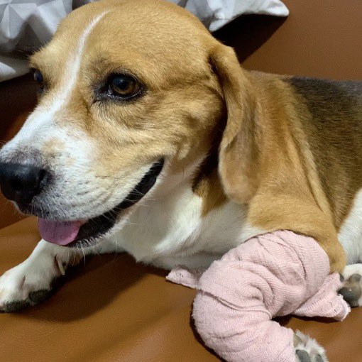 willumarrymejjk's tweet photo. NOT BTS RELATED

hi, friends! i hope u’re all fine. i’m reaching out to each one of you bc i’m desperate. our dog needs to go back 2 the vet for an MRI to figure out what’s wrong, but I don’t have enough money rn to do so. any amount would mean to me. thank u ! 🥹 (more deets ⬇️) https://t.co/D2GNC8H3iB
