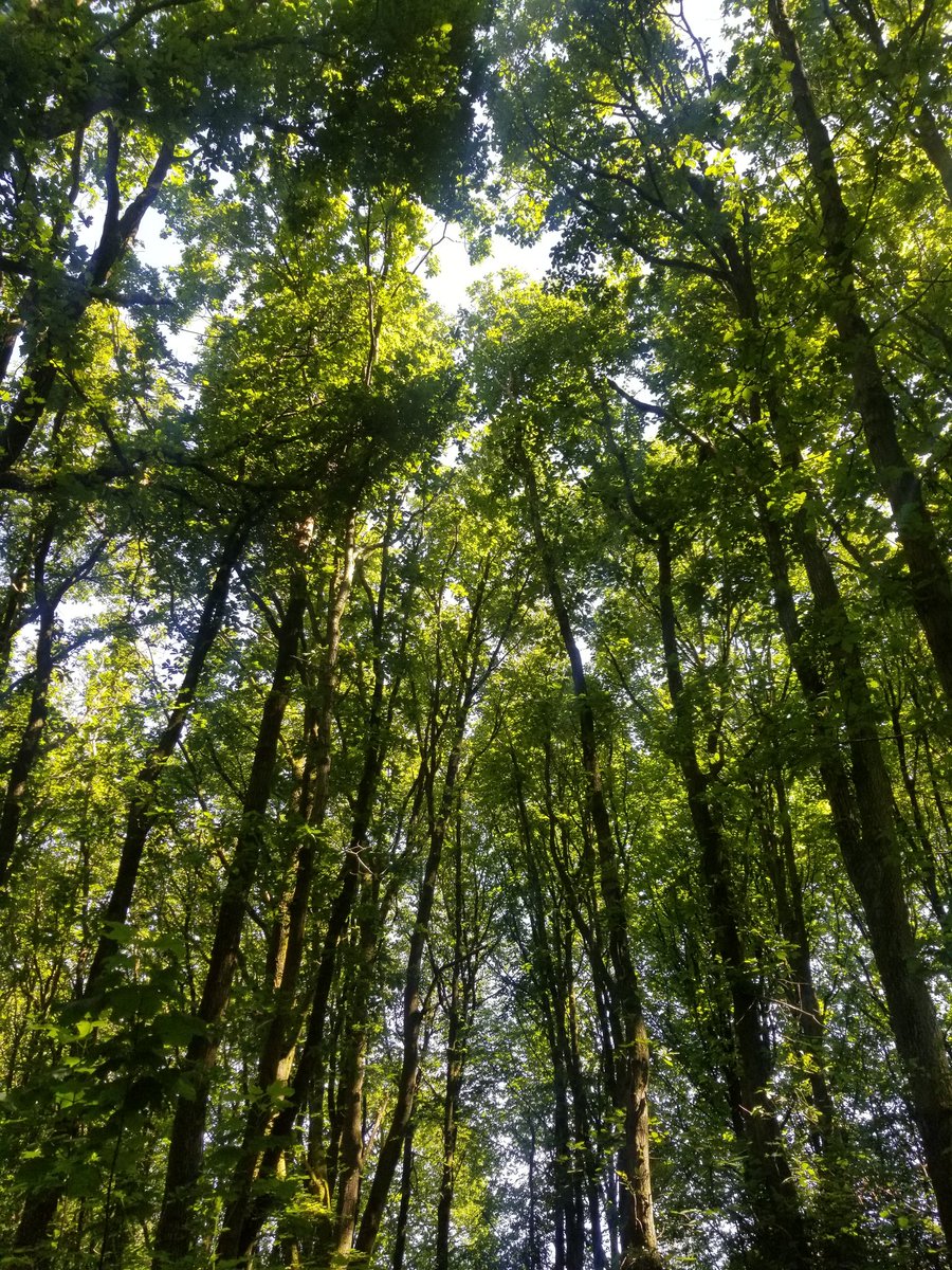 RichardsonJohan's tweet photo. 木漏れ日 komorebi n. (Japanese) sunlight shining through leaves🍃 https://t.co/rkb0i0CUsI