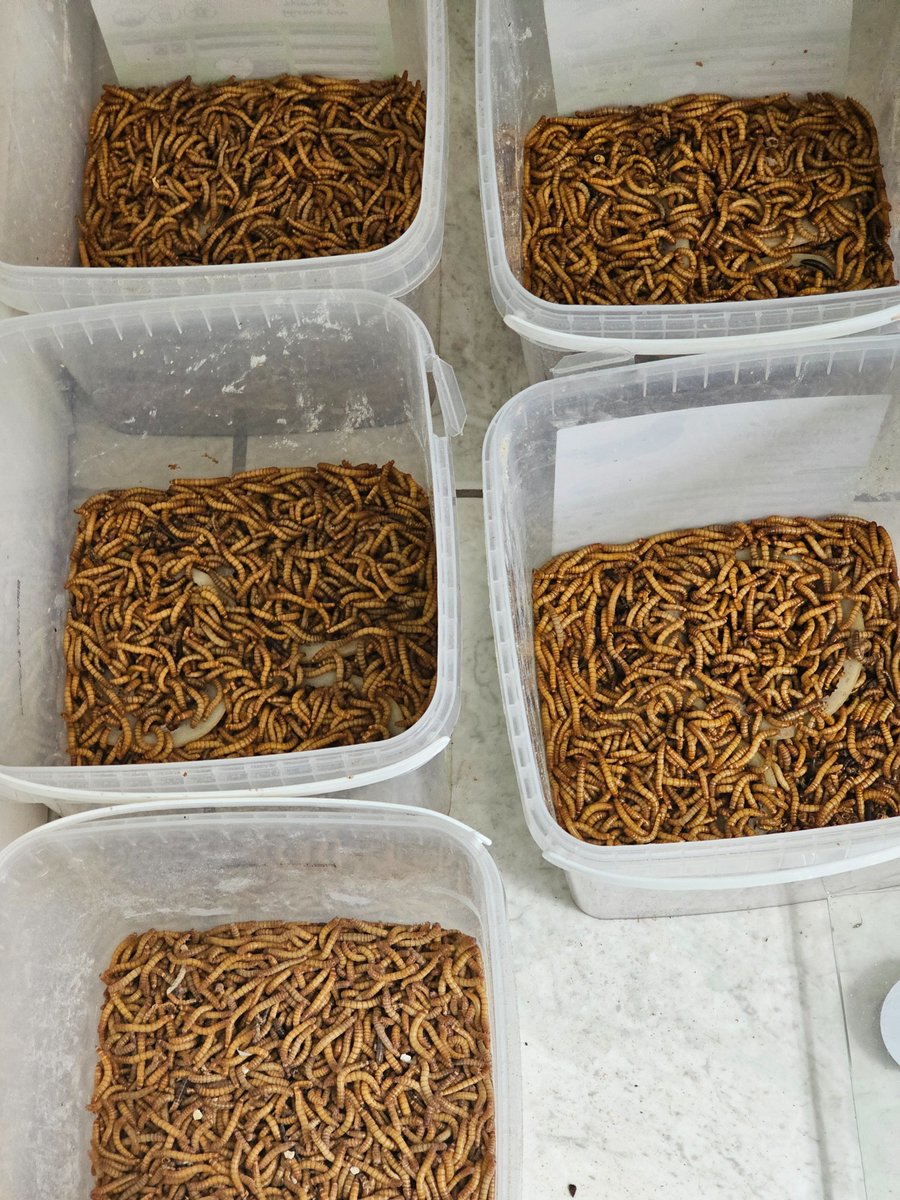Nesquik1962's tweet photo. Due to the vagaries of royal mail delivery I sent for some more #mealworms. Of course they've all arrived at the same time now. #OverDoneIt ๐ค https://t.co/1bhxy0Qj6c