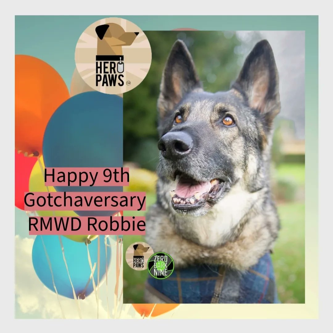 Heropawsuk's tweet photo. Happy 9th Gotchaversary RMWD Robbie
Working life isn't for all, and Robbie absolutely hated kennels, so I gained him early retirement. He's had a great retirement. Here's to more happy memories and pawesome retirement days
#raf #militarydog #shepherd #rafdog #lifeafterservice https://t.co/qE6WrhLkRs