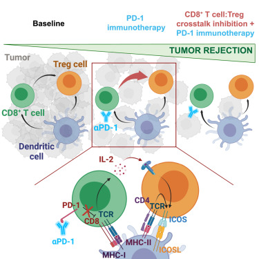 Interruption of the intratumor CD8+ T cell:Treg crosstalk improves the efficacy of PD-1 immunotherapy dlvr.it/T8DYRF