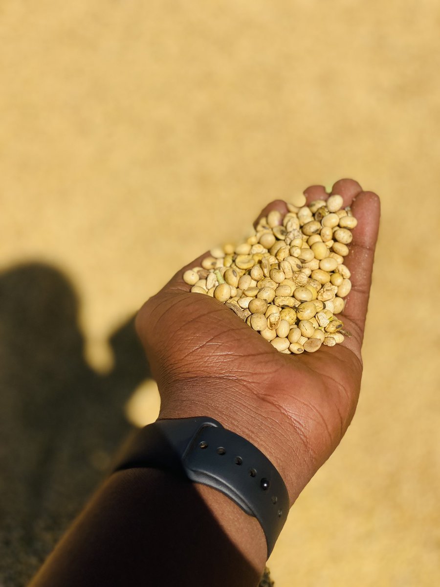 mazvauri's tweet photo. Asina Mari ndini newe Chete 😂😂😂… 1000+ tonnes of soyabeans https://t.co/GHrfRx74vV