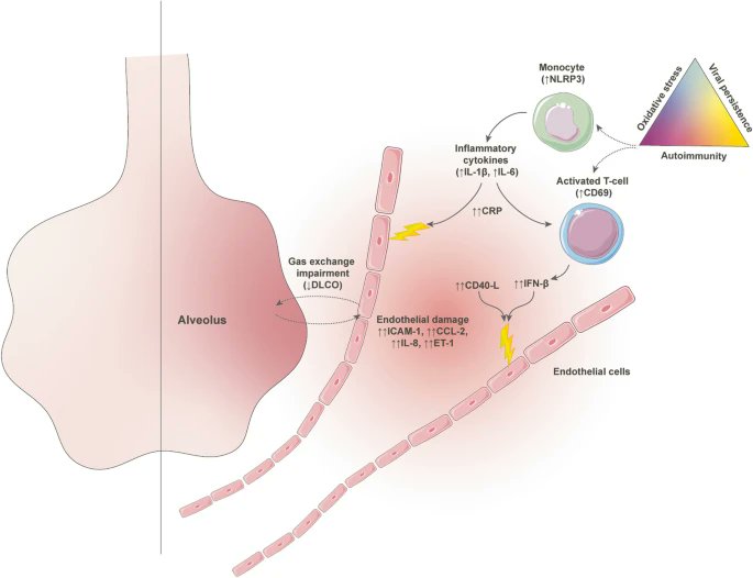 Enrique Alfaro &amp; colleagues' research looks into the role of persistent inflammation in causing endothelial dysfunction, hampering gas exchange and prolonging recovery from #COVID-19-accociated ARDS. Read the full study here: bit.ly/4bV8YY4 <a href="/UAM_Medicina/">Medicina UAM</a> <a href="/FranGarciaRio/">Francisco García Río</a>