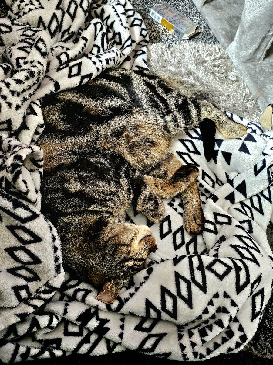 Becca080164's tweet image. Kasper is quite oblivious to the chaos around him right now !!!

#movinghome #PackingBoxes