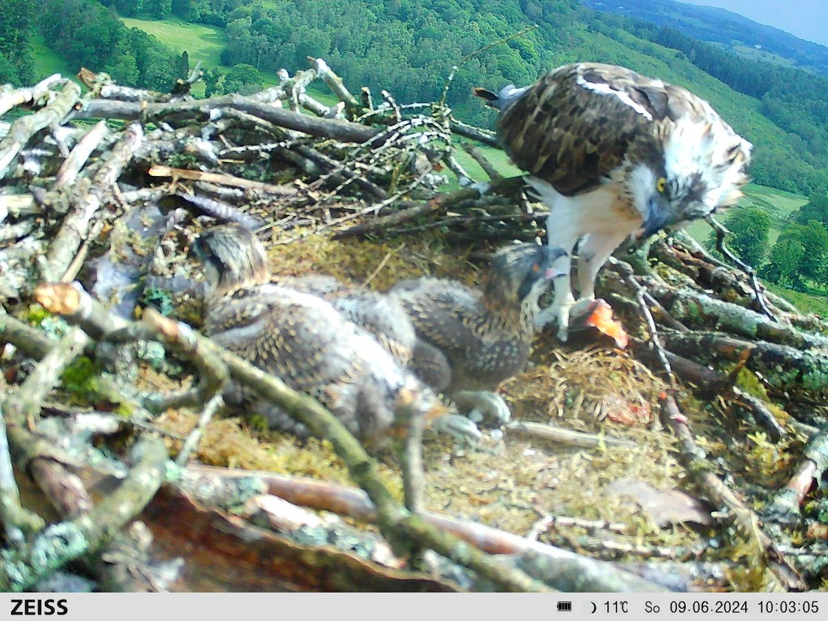Osprey update! 🐣🦅

Both chicks are growing up fast, with the parents catching a constant supply of fish. 

We'll continue to update you all across our socials!
#ZEISSBirding #morediscoveries