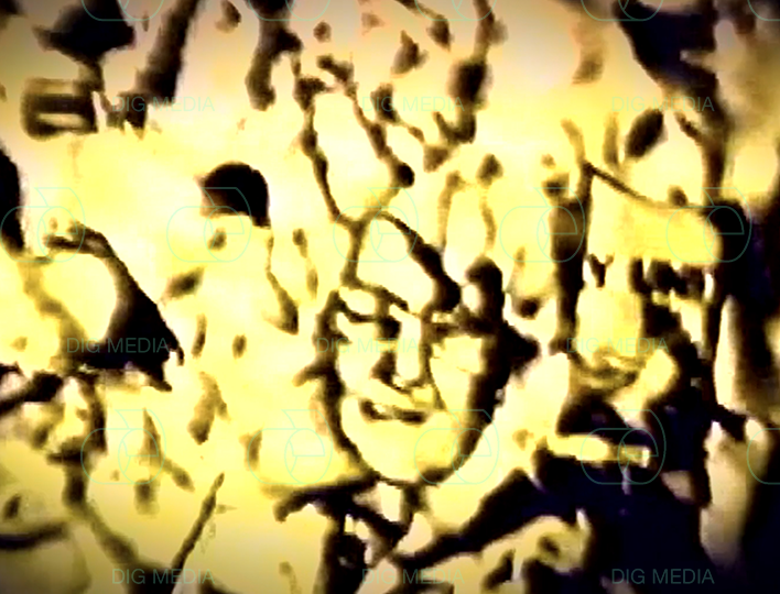 Need information about our archive? Want to license content for your project?  
Fill out our enquiry form and let our team assist you

Find the form in our bio or reach us at production@dig.media  📚💻 

#ArchiveInformation #LicensingContent