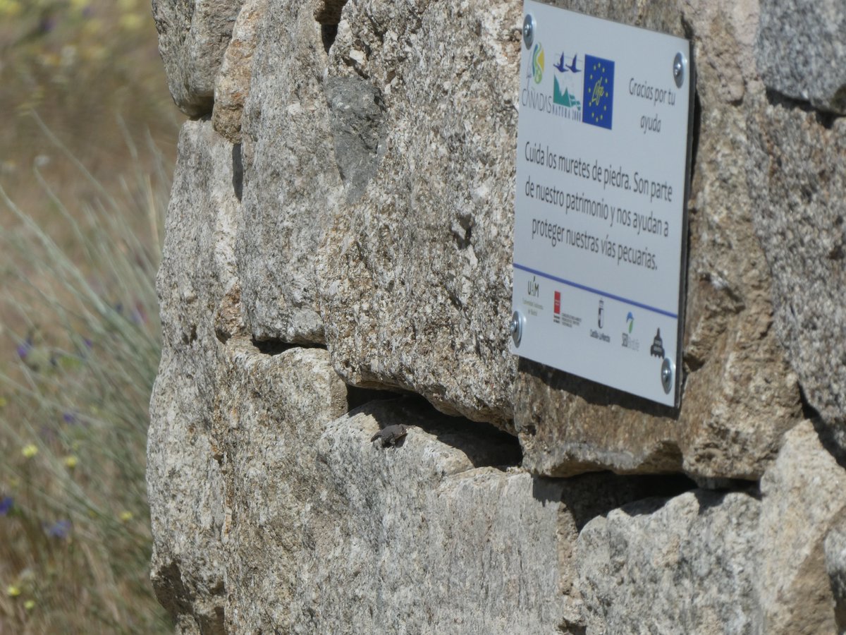 ¡Mirad quién ha encontrado un nuevo hogar! 🦎 Esta salamanquesa se ha instalado en uno de los muretes de piedra seca que hemos construido en los márgenes de las vías pecuarias restauradas en la Comunidad de Madrid gracias al proyecto #LIFECAÑADAS.
