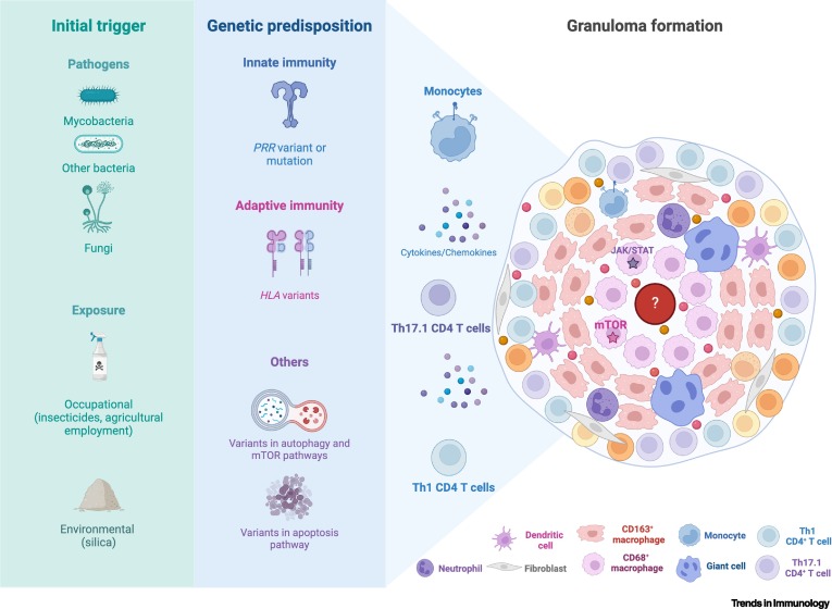 Sarcoidosis immunopathogenesis – a new concept of maladaptive trained immunity dlvr.it/T8DZxX