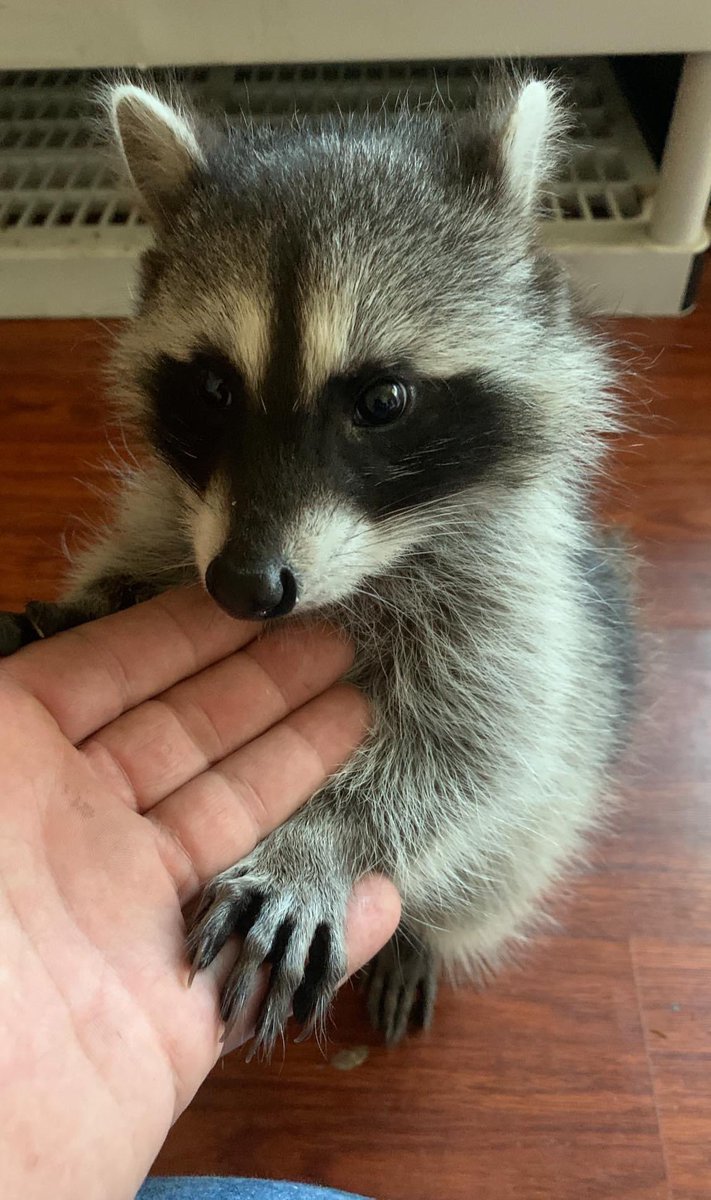 Raccoons Hourly tweet media