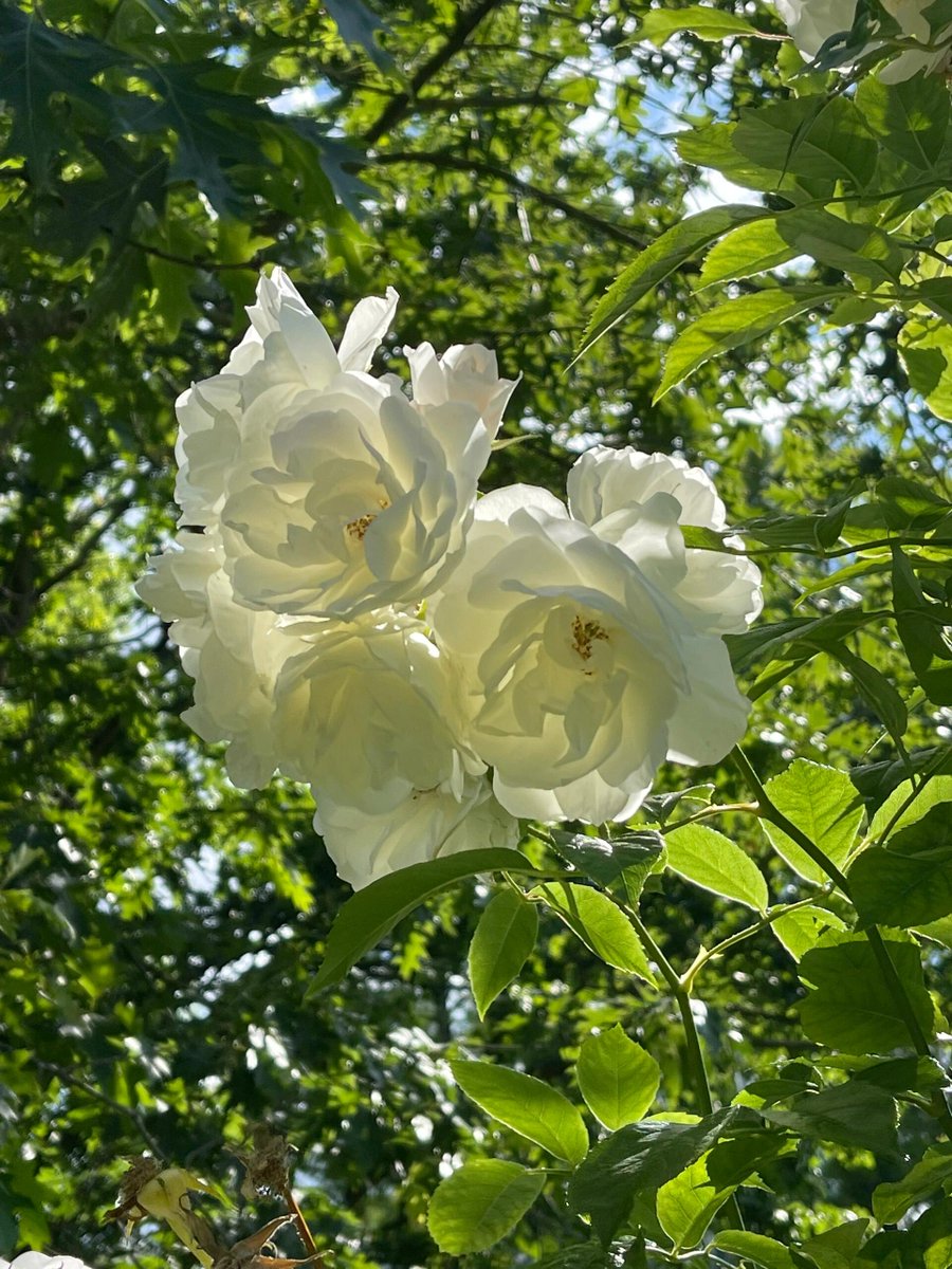 Rosalia605724's tweet photo. Embracing the purity and elegance of white flowers fills my heart with joy. Nature never fails to amaze me with its stunning beauty! https://t.co/k4tRUhgI3G