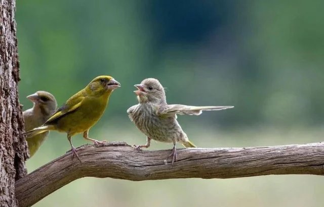 I don't know much about ornithology, but I can definitely tell who the husband in this picture is.