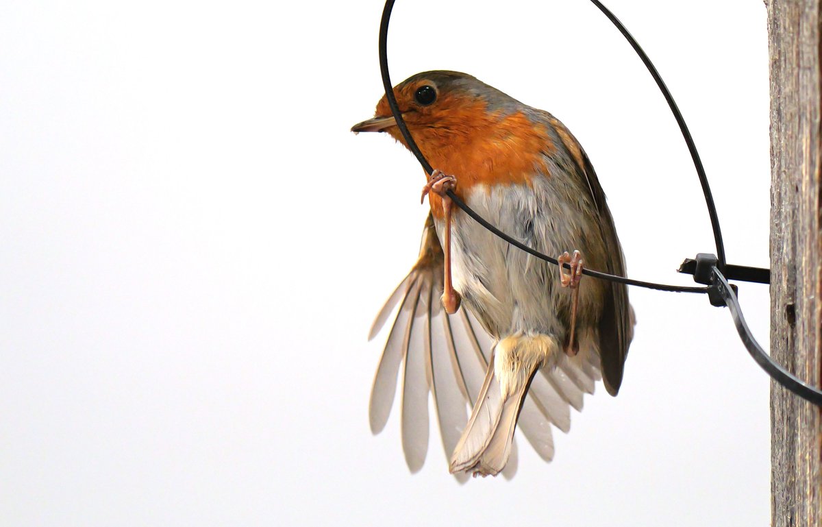 jsejrek's tweet photo. Rotkehlchen #bird #birds #animal #BirdsSeenIn2024 #birdphotography #animals #TwitterNatureCommunity #BirdTwitter #smallbird #photography #birds #birdwatching #birding #rotkehlchen https://t.co/POTpNFenJy