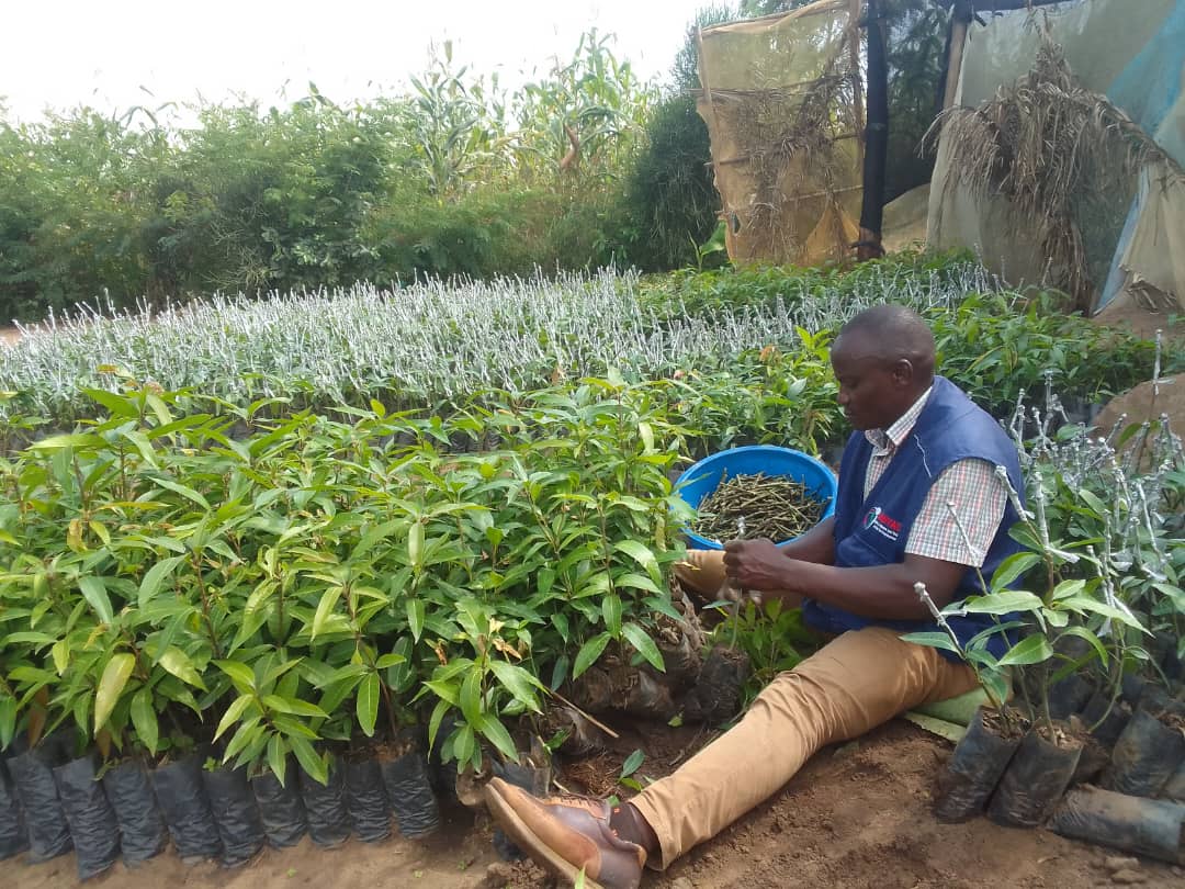 AWYAD_UG's tweet photo. George Sserugo, our passionate Energy and Environment Officer, is training students and staff at Lyakahungu Primary on grafting passion fruit rootstock with the Kawanda hybrid scion.  #SustainableAgriculture #EnvironmentalEducation https://t.co/MBpPB3CfqM