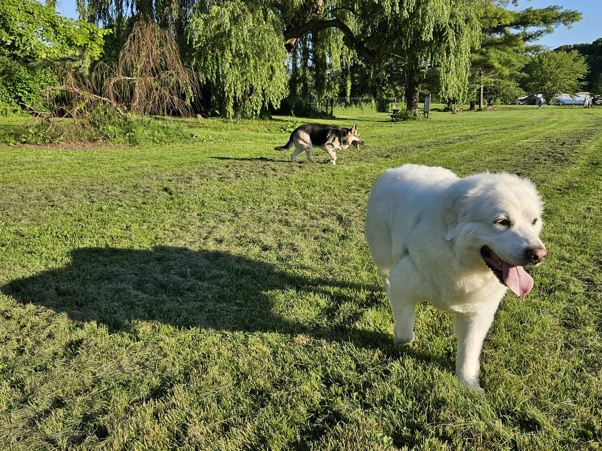 Happy dogs, happy life!