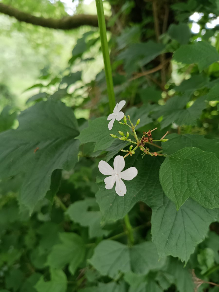 Chetham's Science tweet media