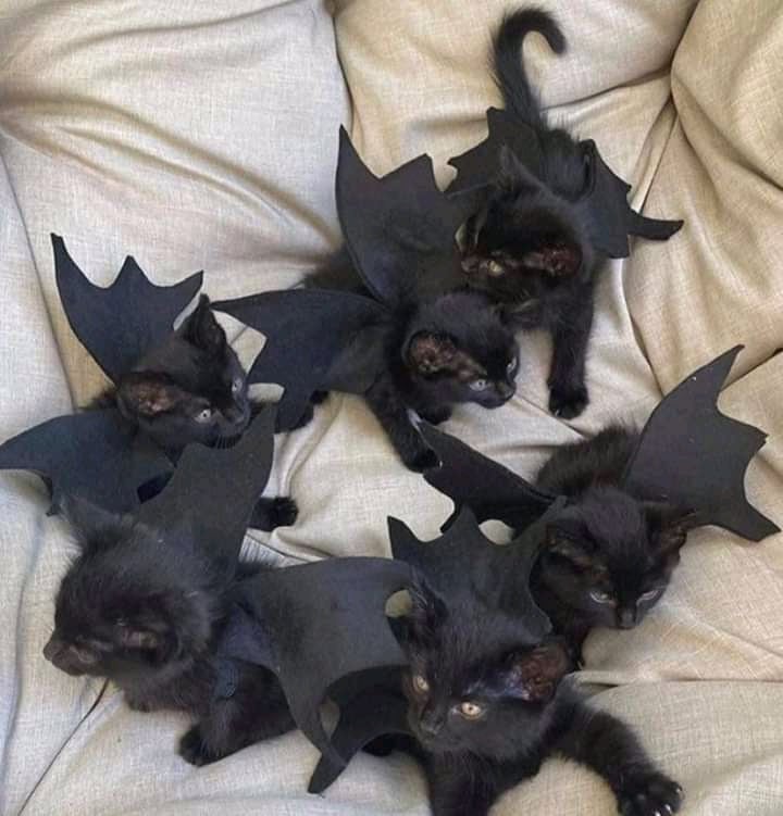 cats who share one braincell tweet media