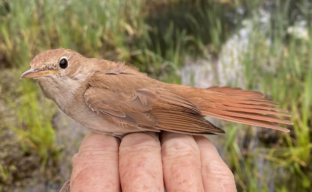 Chas Holt ๐๐บ๐ฆ (@chas_holt) on Twitter photo First juvenile Garden Warbler of the year, plus Bullfinch, and one of several more Nightingales for the ongoing study <a href="/BeultFarmers/">Upper Beult Farmer Cluster</a> <a href="/KentWildlife/">Kent Wildlife Trust</a>. First juvenile Garden Warbler of the year, plus Bullfinch, and one of several more Nightingales for the ongoing study <a href="/BeultFarmers/">Upper Beult Farmer Cluster</a> <a href="/KentWildlife/">Kent Wildlife Trust</a>.