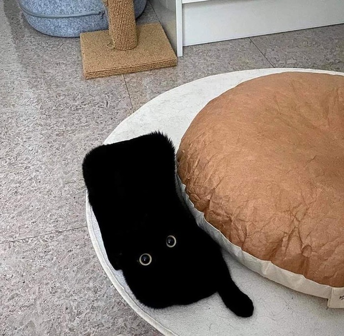 Dont Show Your Cat tweet media