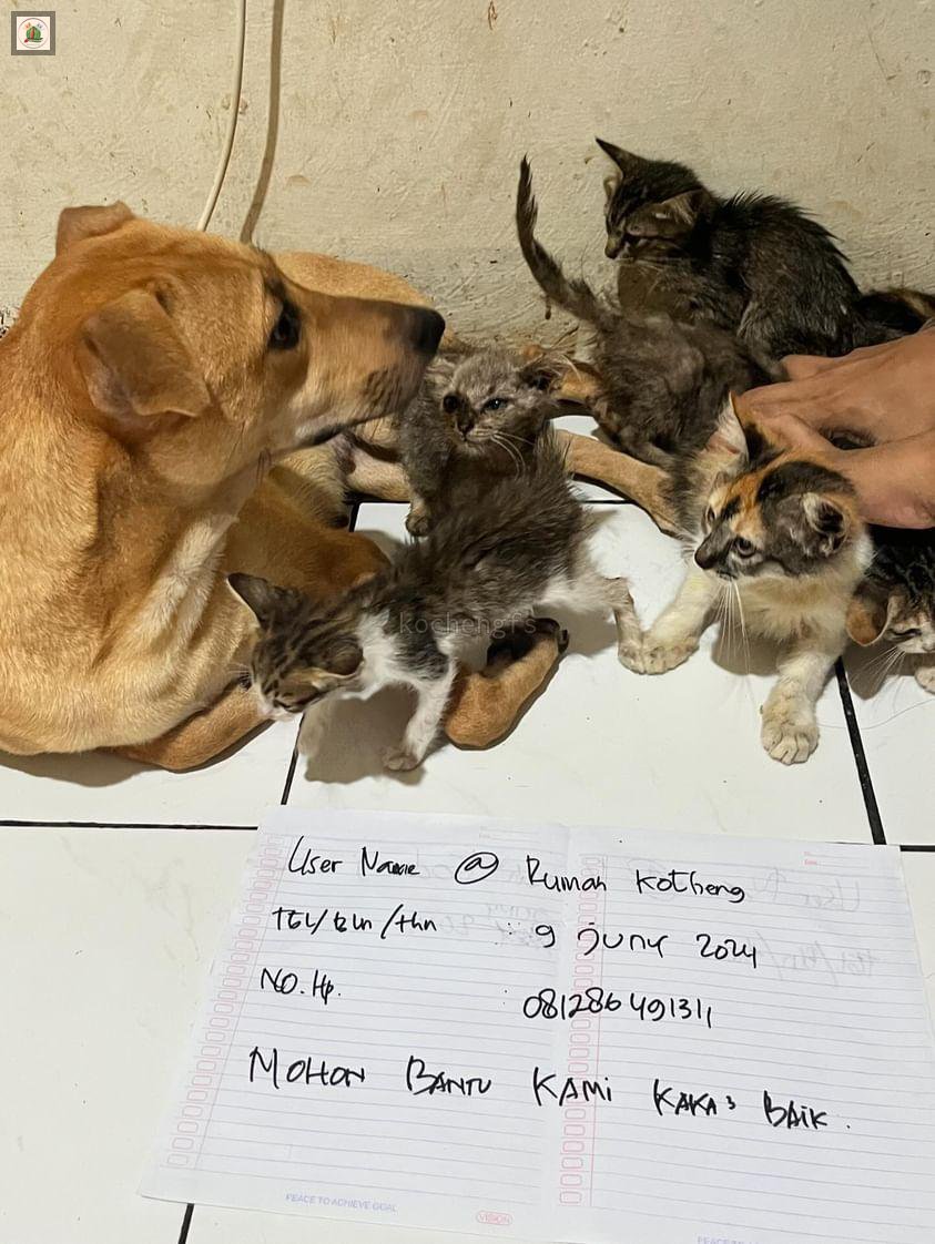 Kcg! Manteman mohon tolong bantuannya untuk anabul² disini yg benar² sangat membutuhkan bantuan manteman semua, mateman bisa lihat threadnya di comenan ini ya🙏🙏