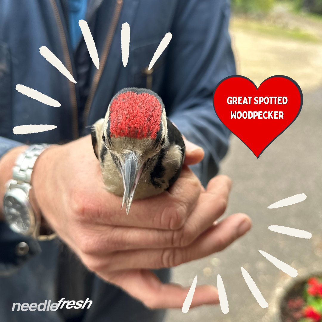 Needlefresh Direct tweet media