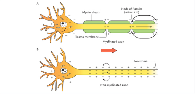 Deep work develops myelin in the brain's white matter.

This allows neurons to fire faster, enhancing the speed and efficiency of neural connections.