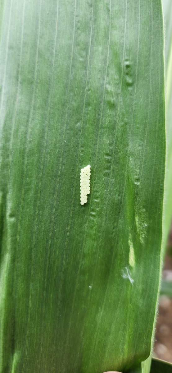Stink bugs setting up shop in corn.