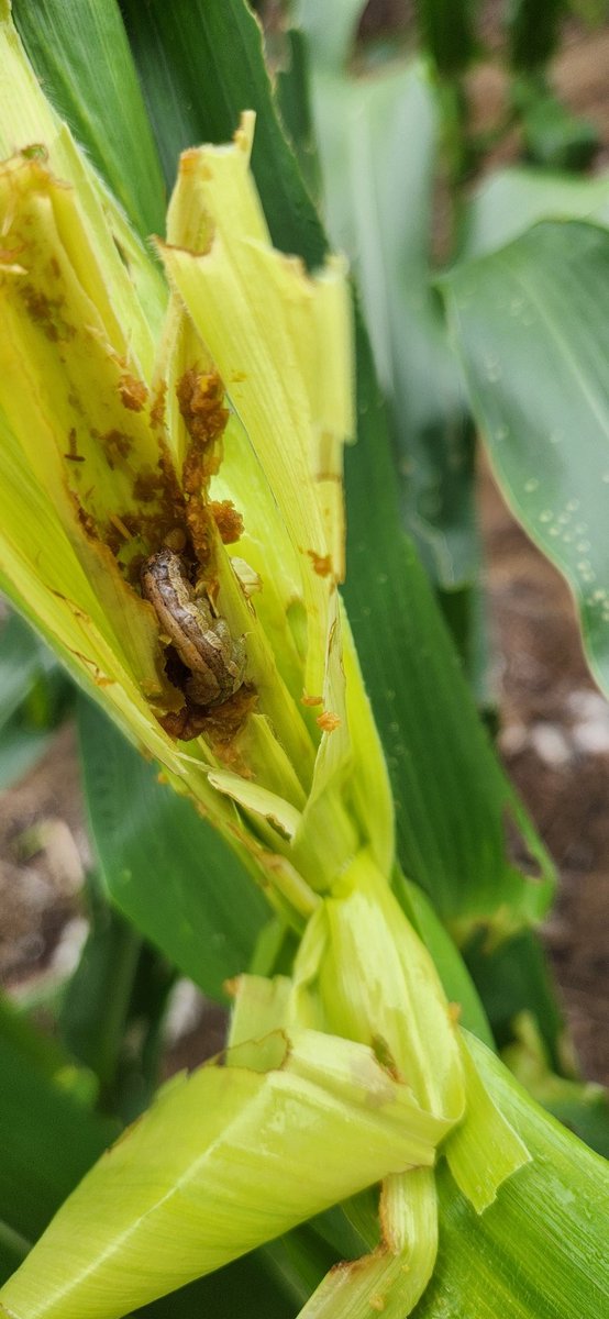 Fall armyworm (FAW) about to cycle through on some non-Bt corn of mine. Where will they go next? Most corn and cotton has Bt protection from FAW, so not a big risk, but this migratory pest will be laying eggs elsewhere in July.