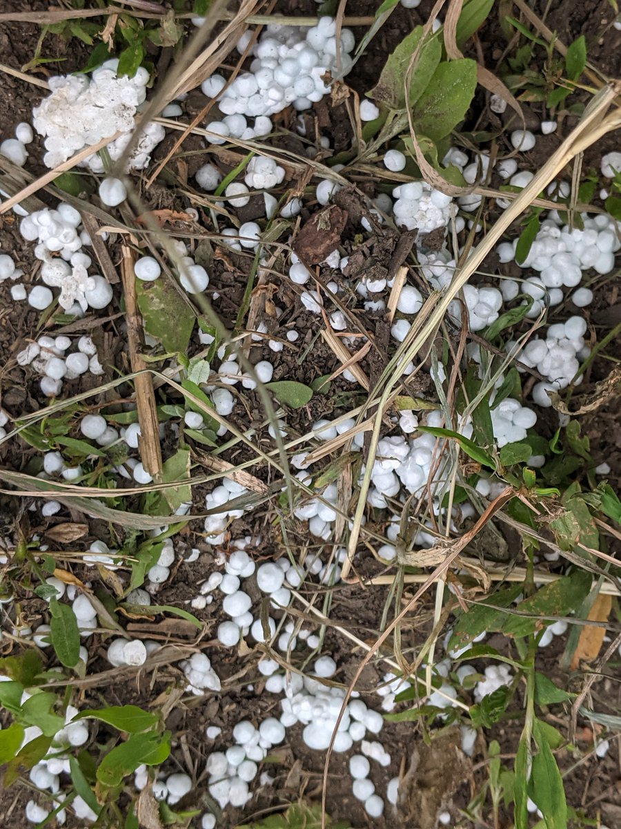 EricTorrington's tweet image. Not #migraine vision but shredded #polystyrene. This material is a #litterpickers #nemesis &amp;amp; so harmful to the #environment &amp;amp; #wildlife. Cleaned up supporting #nature #mycommunity @TruckersUp
