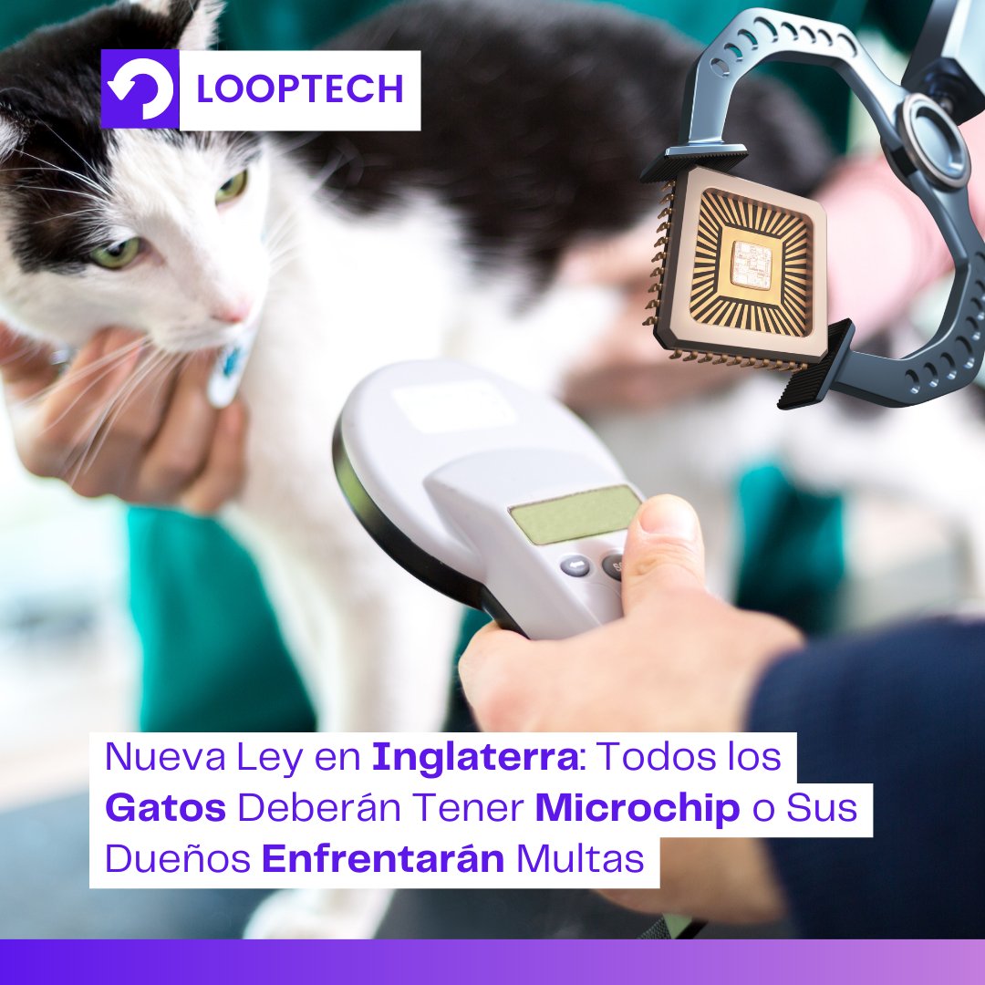 looptechnews's tweet image. 📢 ¡Nueva ley en Inglaterra! 🐱 Todos los gatos deberán tener un microchip y estar registrados. Los dueños que no cumplan enfrentan multas de hasta 500 libras (636 dólares). Esta medida ayudará a encontrar gatos perdidos y evitar el abandono. 🏠
#Looptech #Gatos #Microchip