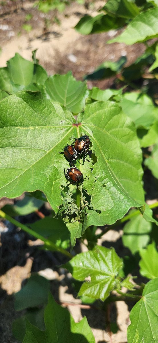Japanese beetles feeding on corn and cotton. Interesting but not economically important.