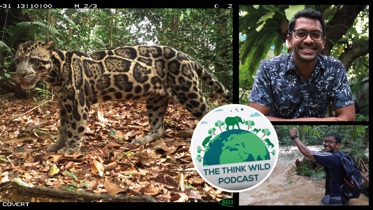 WildCRU, Oxford (@wildcru_ox) on Twitter photo “By studying #cloudedleopards, we are not just understanding what this cat needs, but what anything that depends on the forest needs.” Learn about <a href="/KaripapGomez/">Chrishen Gomez</a>’s fascinating work & journey from field manager in #Borneo to #Oxford DPhil student.
Podcast: bit.ly/3KHCsg4 “By studying #cloudedleopards, we are not just understanding what this cat needs, but what anything that depends on the forest needs.” Learn about <a href="/KaripapGomez/">Chrishen Gomez</a>’s fascinating work & journey from field manager in #Borneo to #Oxford DPhil student.
Podcast: bit.ly/3KHCsg4
