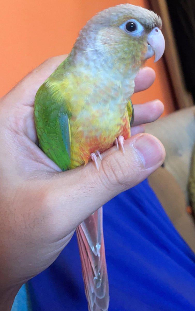 creatureslove1's tweet photo. 東京都 中野区 中野 6/10 迷子 #迷子鳥 #迷い鳥 #迷子インコ #ウロコインコ トロちゃん ♀ 探してます

モスグリーン ベージュ 黄色 白 赤 青のインコ

目撃、保護された方はご家族@yellowstu 様までお願いします𖧷
#拡散希望 #東京都 #中野区 杉並区 新宿区 練馬区 渋谷区 豊島区 #鳥 https://t.co/URgUmVvfyJ