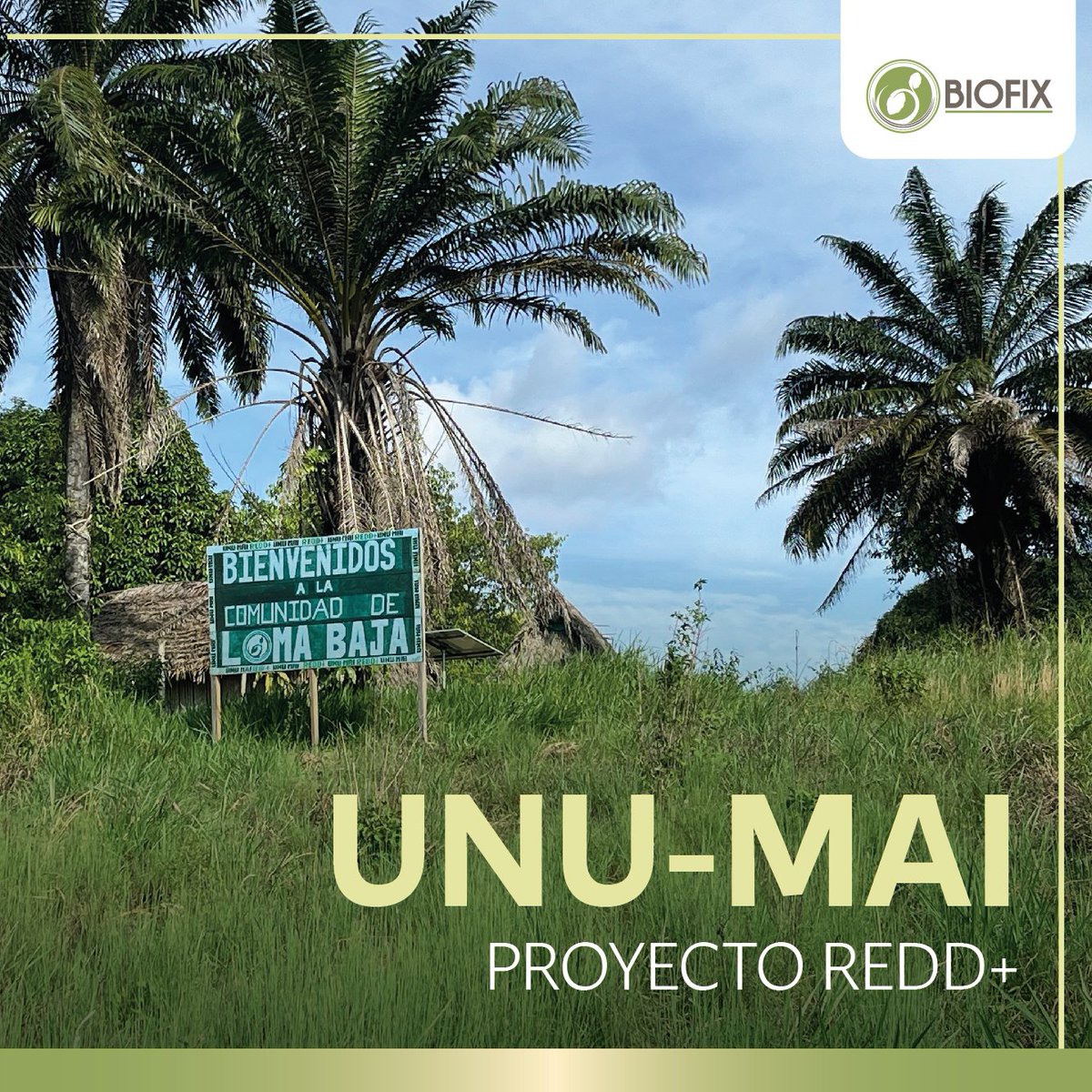 BIOFIX2's tweet photo. ¡Qué experiencia tan enriquecedora en Guanía, Inírida, con el proyecto UNU-MAI! 💫 Realizamos un taller de salvaguardas y rendición de cuentas, donde compartimos conocimientos y fortalecimos la colaboración. https://t.co/uL9lVpUULO