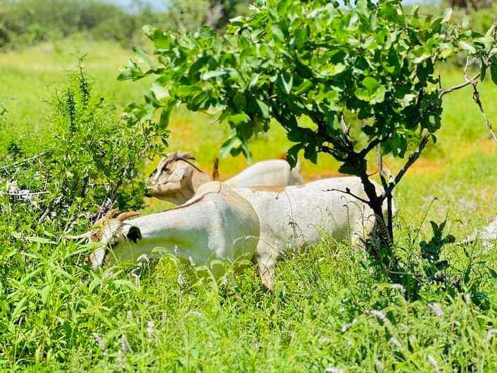 Mohamed___farah's tweet photo. Barqo-dharag Duleedka Doolow. 🌿❤️

📷 Abdinaasir mansor https://t.co/ZUnD6AE9zx
