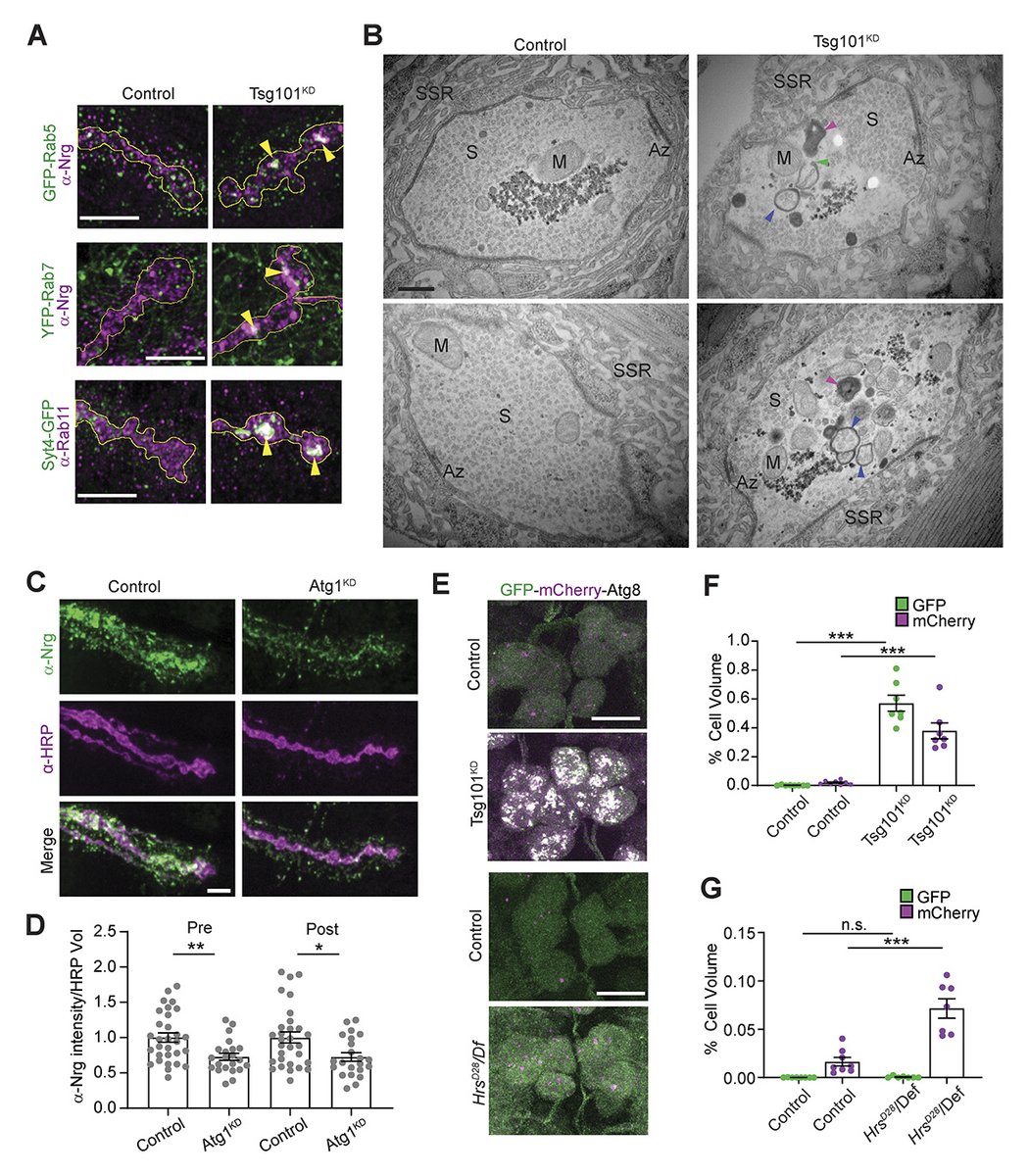 JCellBiol's tweet photo. #ESCRT disruption provides evidence against trans-synaptic signaling via extracellular vesicles, say Erica Dresselhaus (@edresselhaus1), Avital Rodal @RodalLab @BrandeisU and colleagues: https://t.co/Qdx1UPQqRS

#CellSignaling #Trafficking #Neuroscience #Drosophila https://t.co/kJ6Cky3aUj