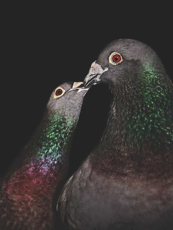 Happy National Pigeon Appreciation Day &lt;3