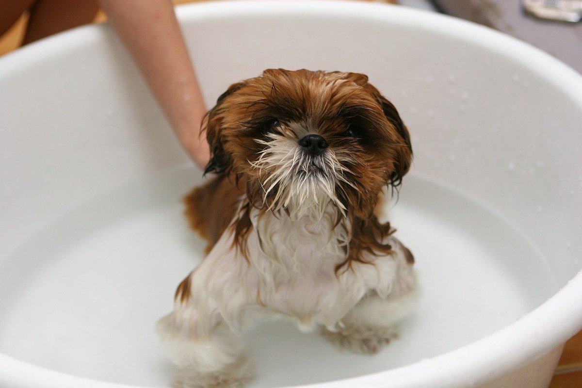 GigglePets's tweet photo. How To Make Bath Time Easier For Your Dog https://t.co/auiQ9QJt8n
#gigglepets #pets #dogs #love #animals #dogsoftwitter https://t.co/wyx6OJMEVp