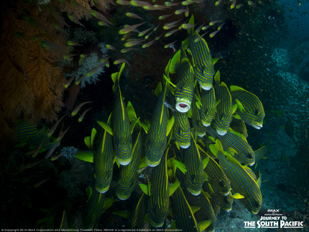 One World One Ocean tweet media