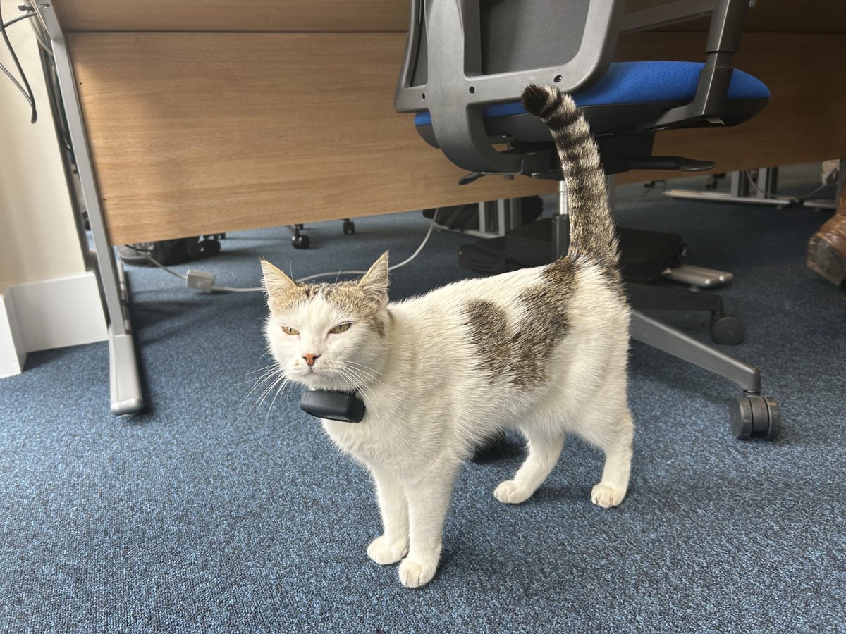 Special guest appearance from Lady Stella Hub Cat, at today's official opening of the Bromley Mental Health Hub <a href="/selmindcharity/">South East London Mind</a> <a href="/BG_MHH/">Bromley and Greenwich Mental Health Hubs (BGMHH)</a>. So obviously accustomed to being papped🙂