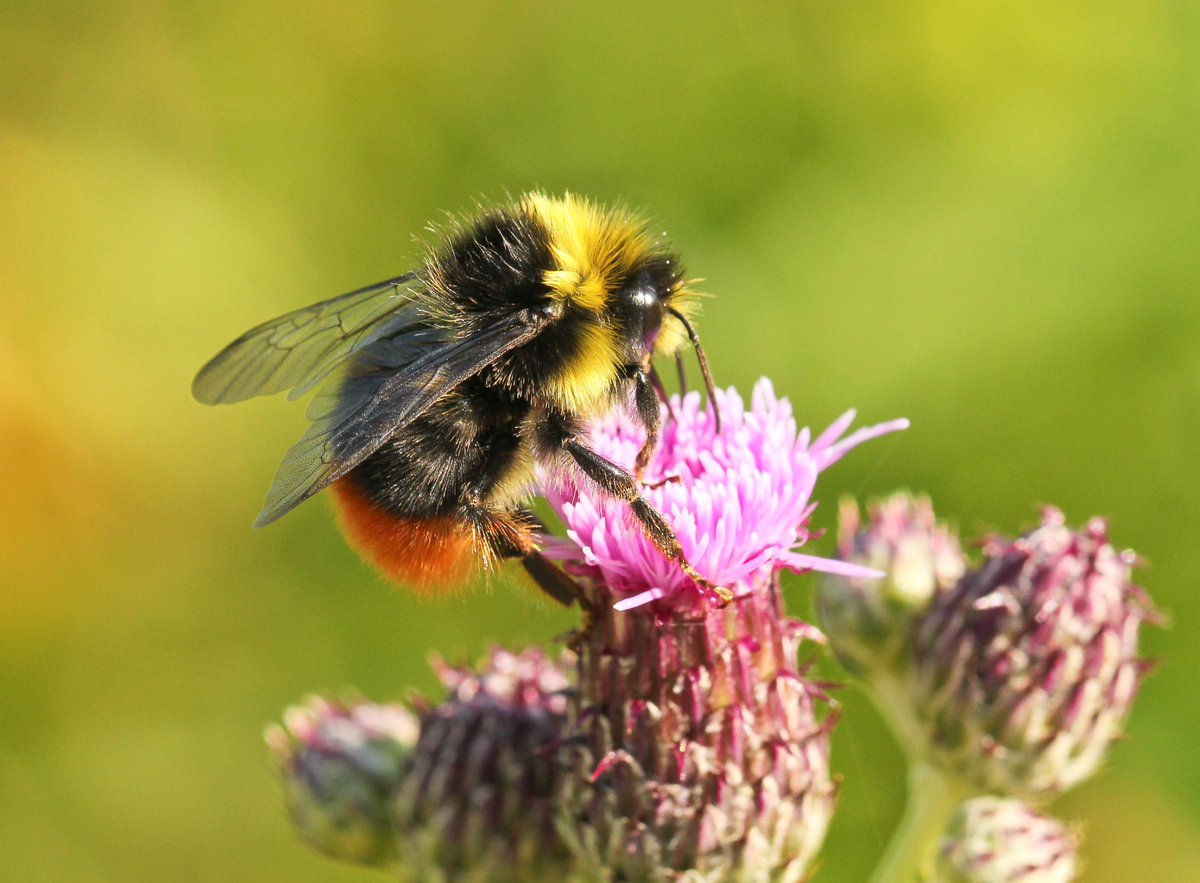 Green Underwing tweet media
