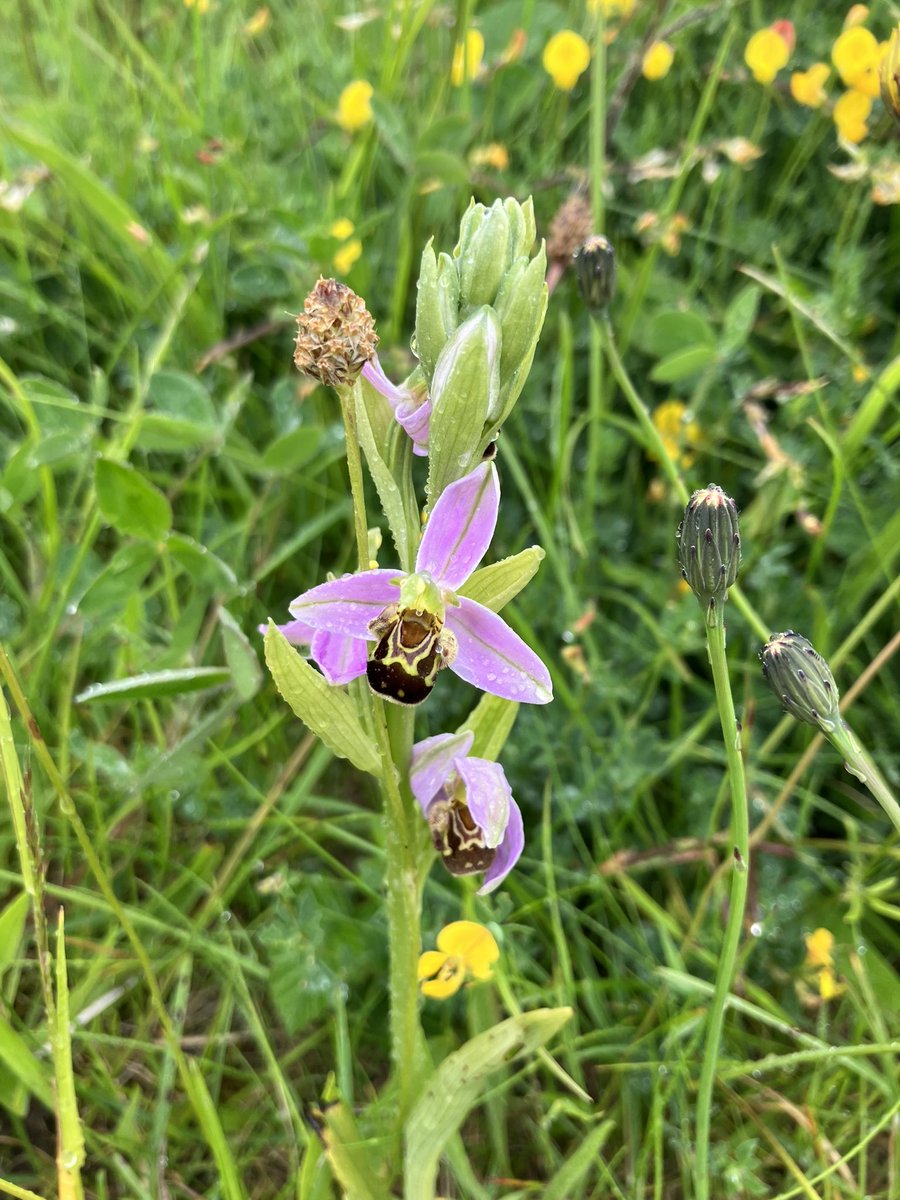 Katie Benallick tweet media