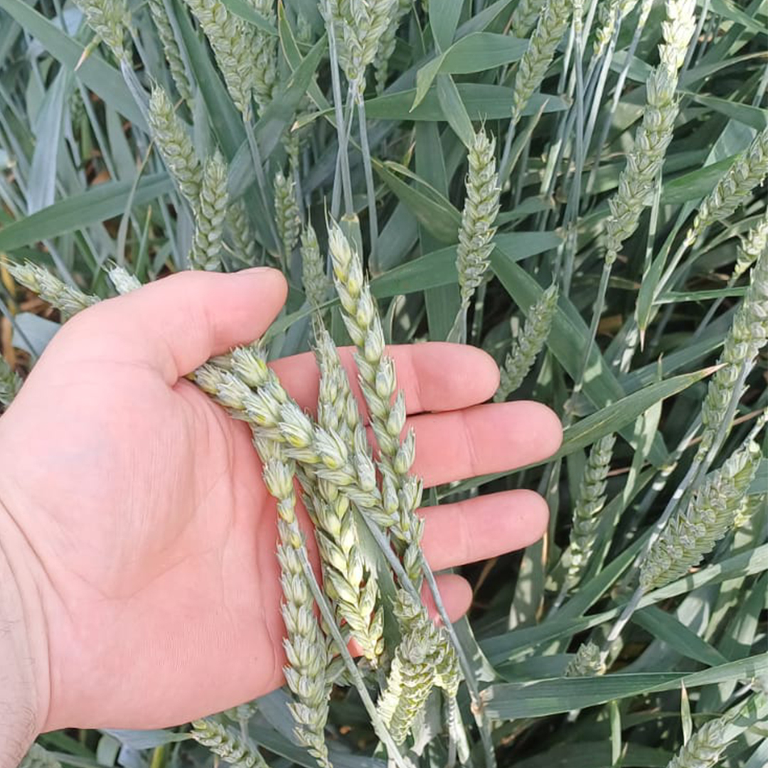 NexatSystem's tweet photo. Calm before the storm
The #wheat is in the final stages before the #harvest starts soon. Thanks to the #soil structure in the #NEXAT system, the plants can develop an optimal #rootsystem. As a result, the crops always have enough water and nutrients to generate maximum yields. https://t.co/E5Ab1jdj6Q
