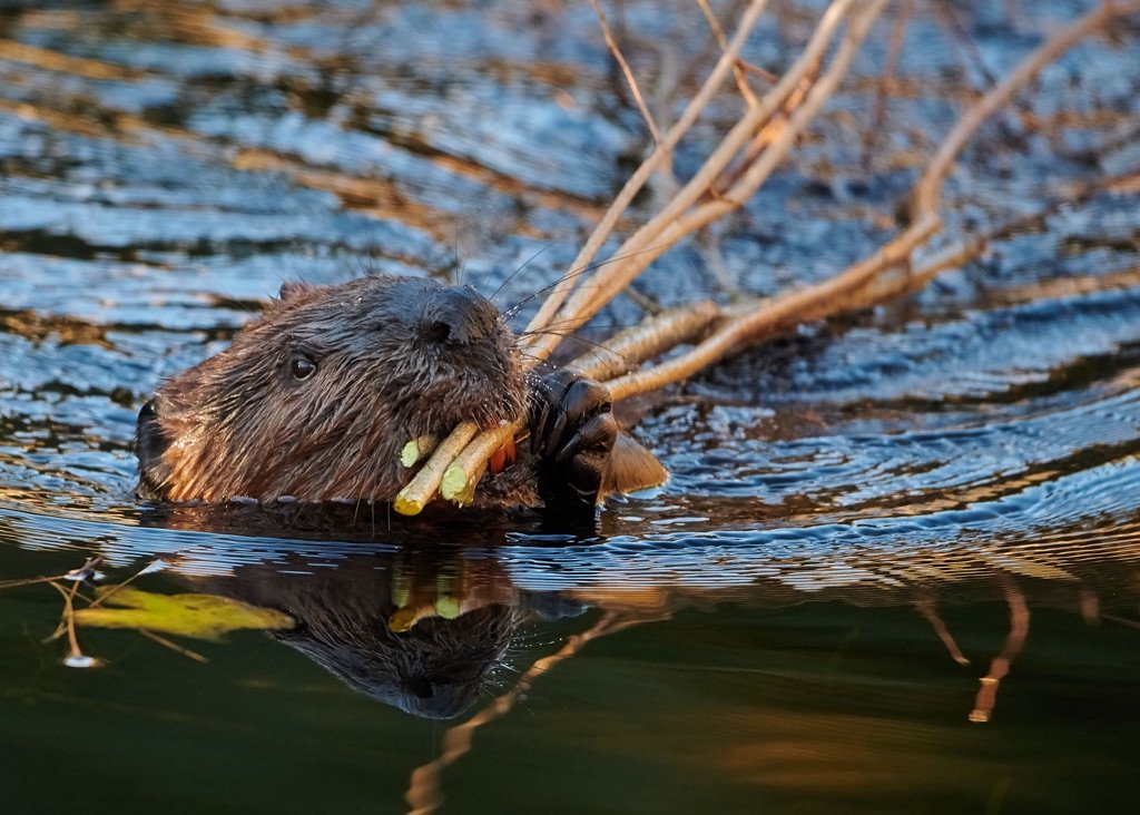 NorthWoodsJill's tweet image. 15 - The Amazing World of Beavers and Muskrats
Today, we explore the fascinating lives of beavers and muskrats. These two semi-aquatic rodents, often confused for one another. buzzblossomandsqueak.com/?p=185 #beavers #muskrats #nature