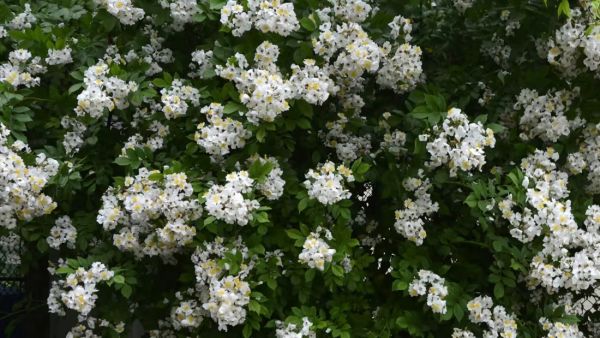 The multiflora rose is an invasive species spread by animals foraging on the fruit and flowers. It grows quickly and earlier in the year than native plants, and the thorns of the multiflora rose protect it from wildlife grazing. Learn how FFCP can help: forestfoundation.org/why-we-do-it/f…